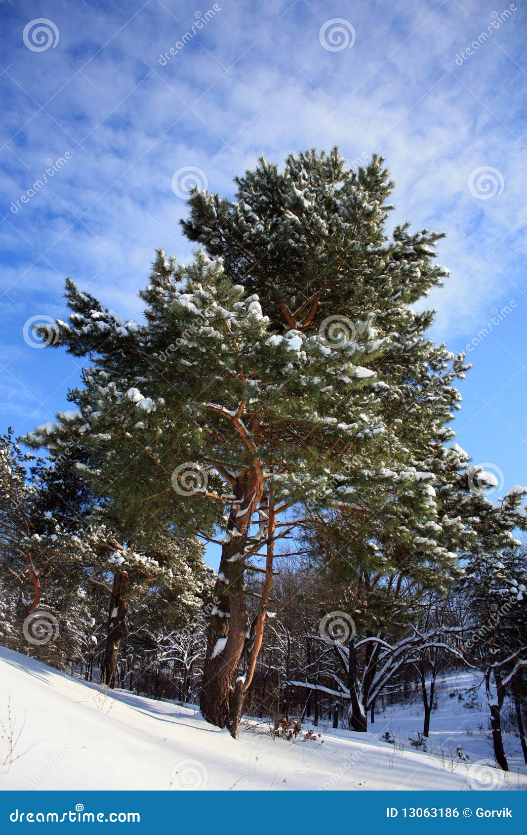 Winter Kieferbaum In-field auf einem Hintergrundhimmel