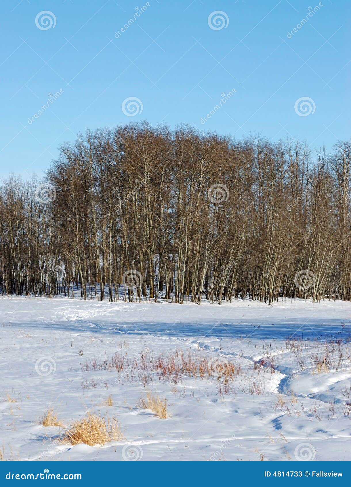 Winter land in elk island stock image. Image of outdoor 4814733