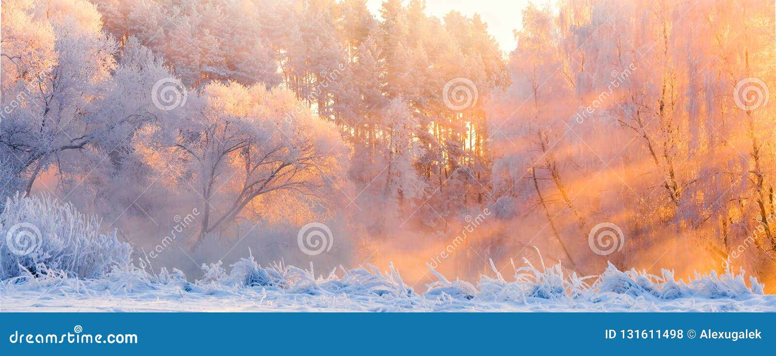 winter landscape. beautiful christmas morning outdoors. winter forest with bright sunshine and sunbeams. panorama of frosty winter