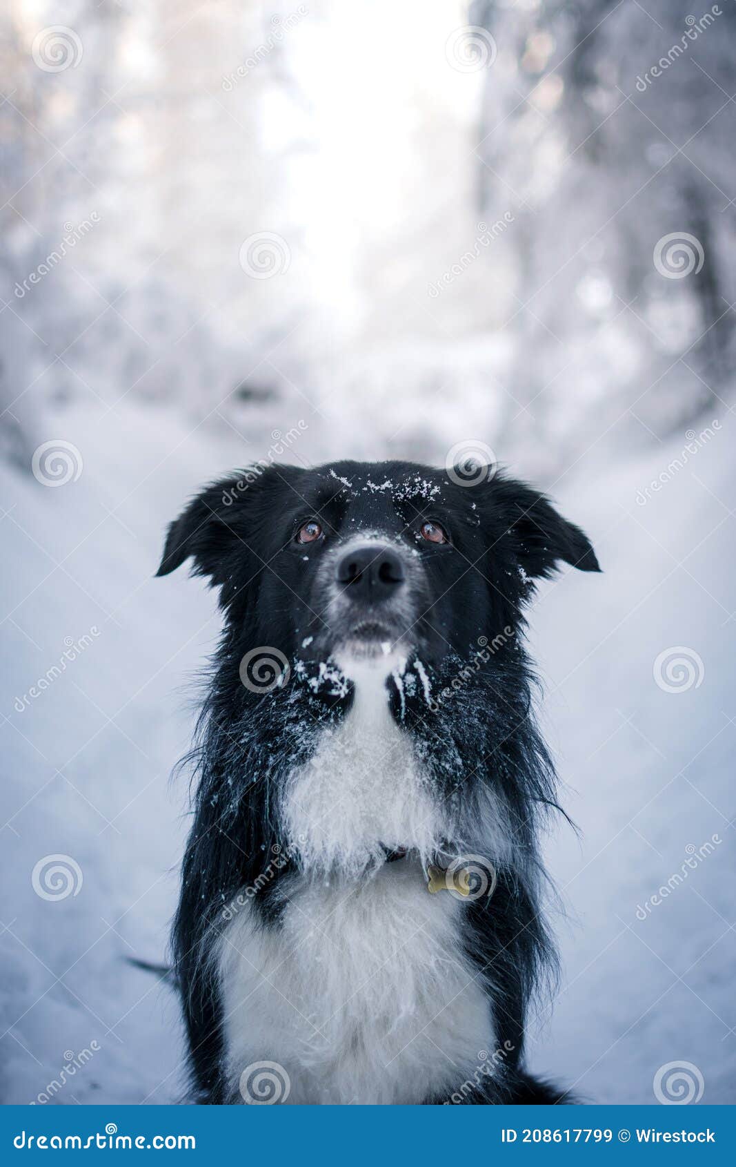Winter Landscape of Border Collie Sitting in the Snow Stock Image