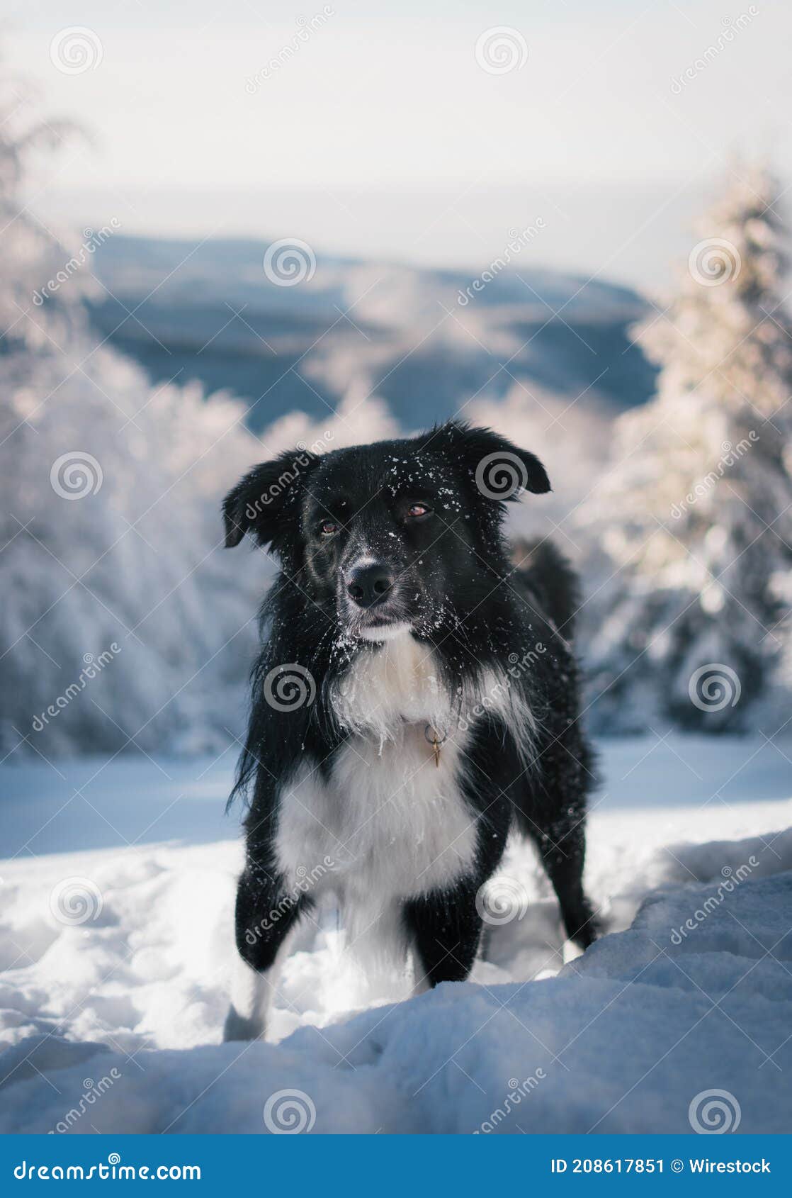 Winter Landscape of Border Collie Standing in the Snow Stock Image