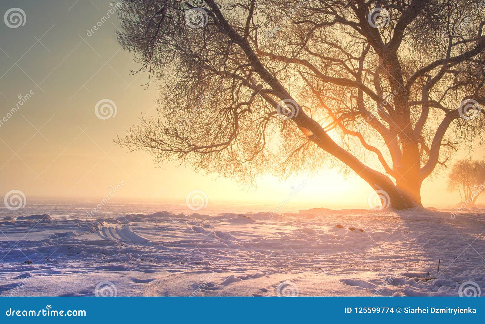 Winter Landscape with Bright Warm Sunlight. Christmas Background of Nature on Sunset with Vibrant Sun. Amazing Foggy Winter Scene Photo - Image of brightly, sunlight: 125599774