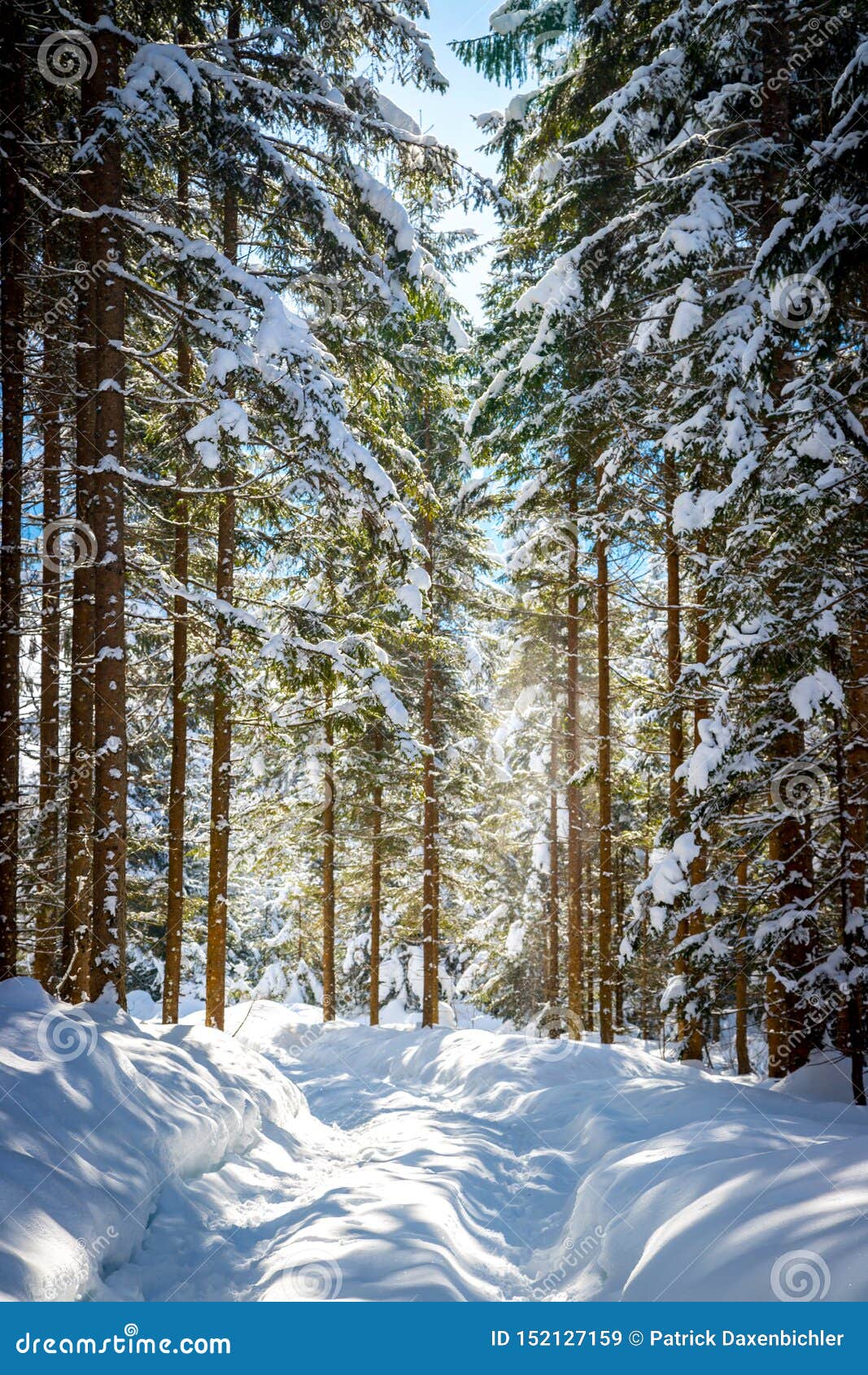 Sunny Winter Landscape In The Nature Footpath And Snowy Trees Snow Is