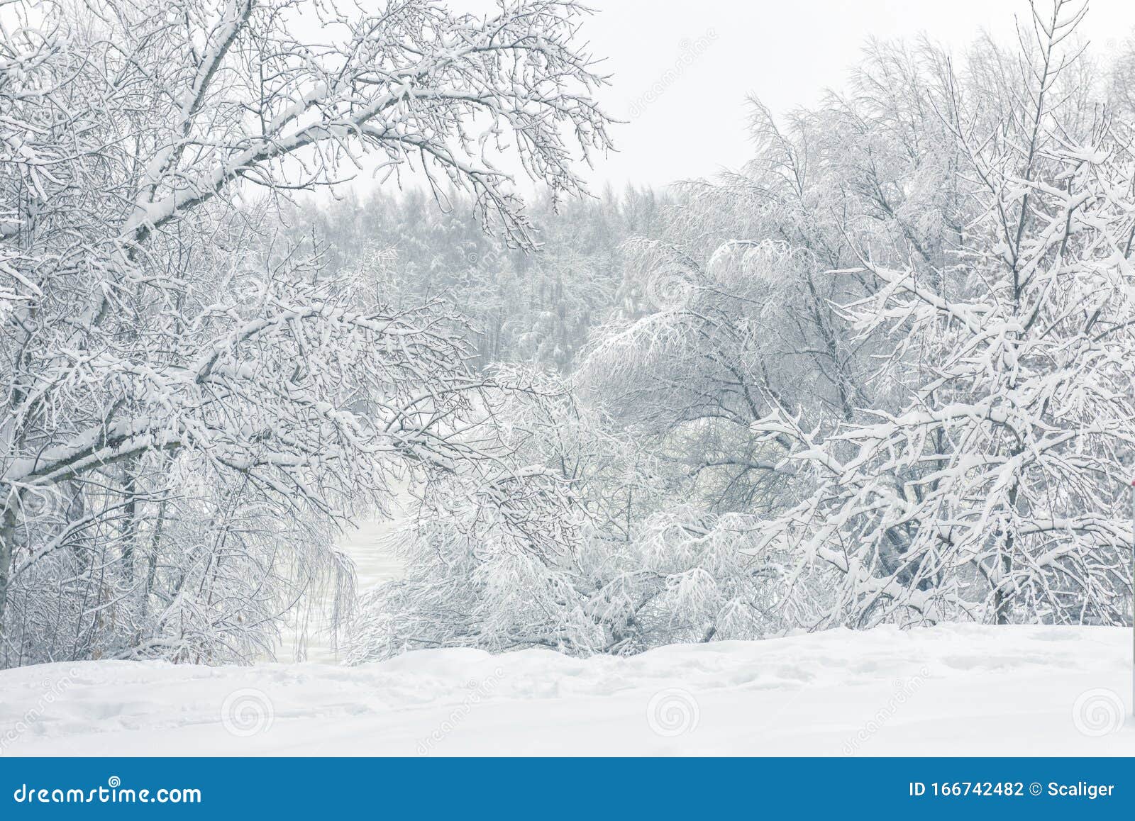 Winter Landscape Moscow Russia Panorama Of Nice Trees Covered Fresh