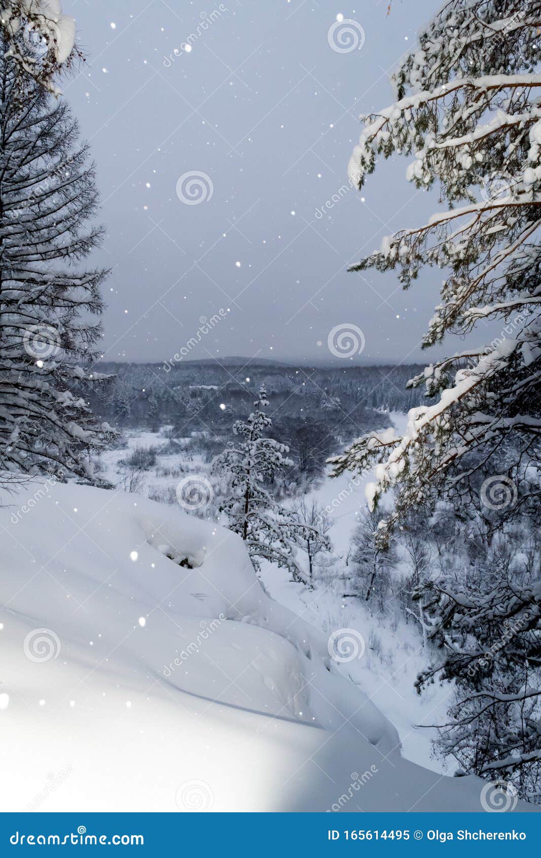 Winter Landscape With Pine Trees Covered In Snow ...