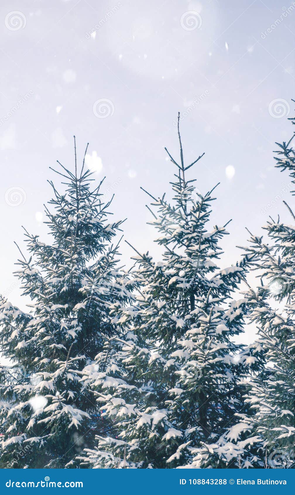 winter landscape with snow covered firs