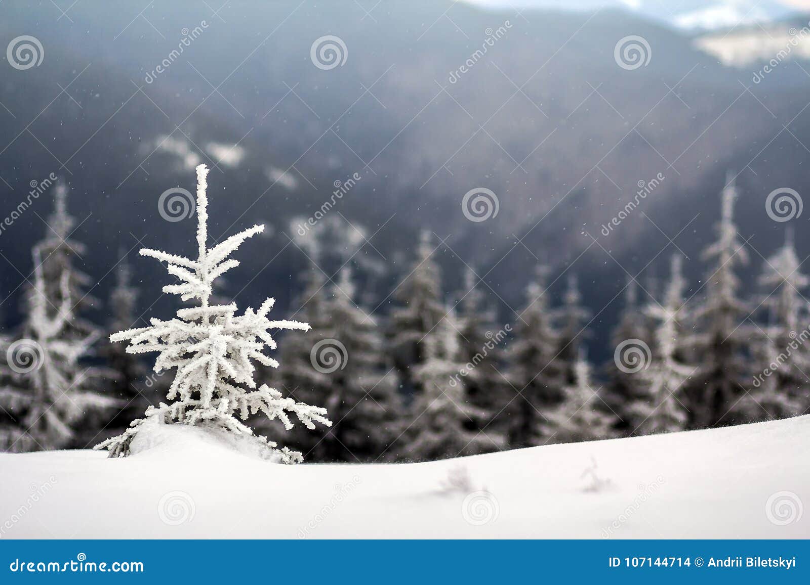 Download Winter Landscape With Snow Covered Small Pine Tree Stock Image of pine