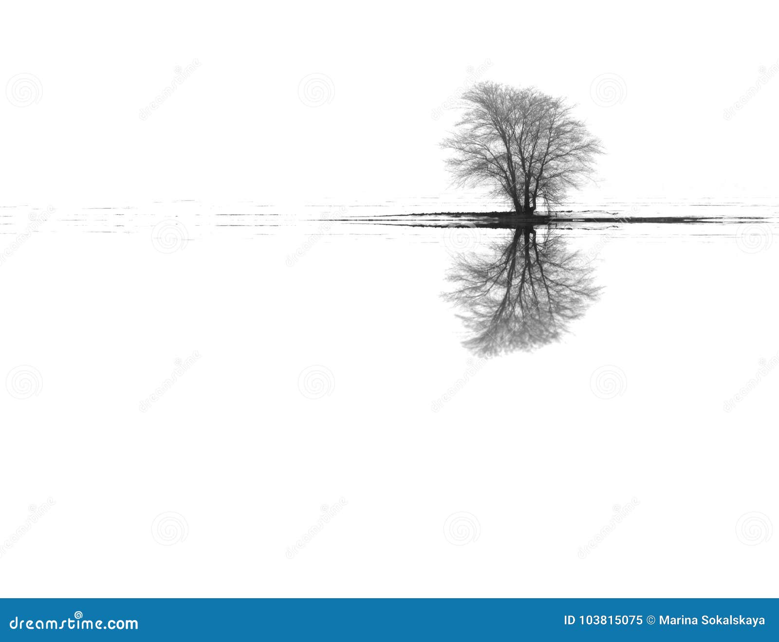 winter landscape tree reflections