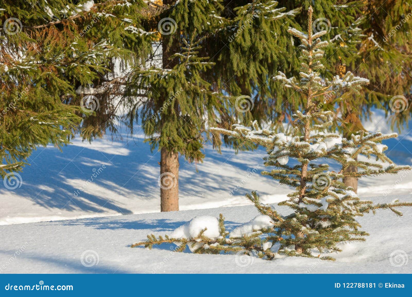 Young Christmas Trees Covered With Snow Sunny Stock Image Image