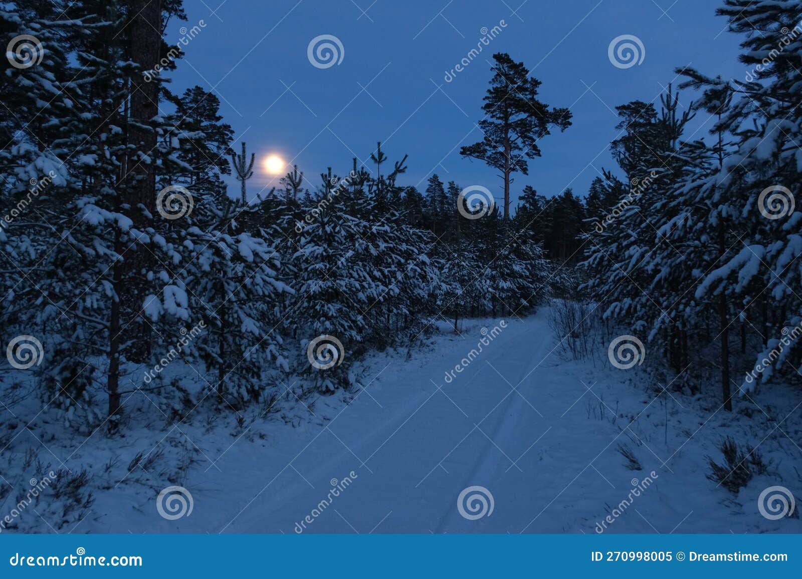 moonset observing over forest