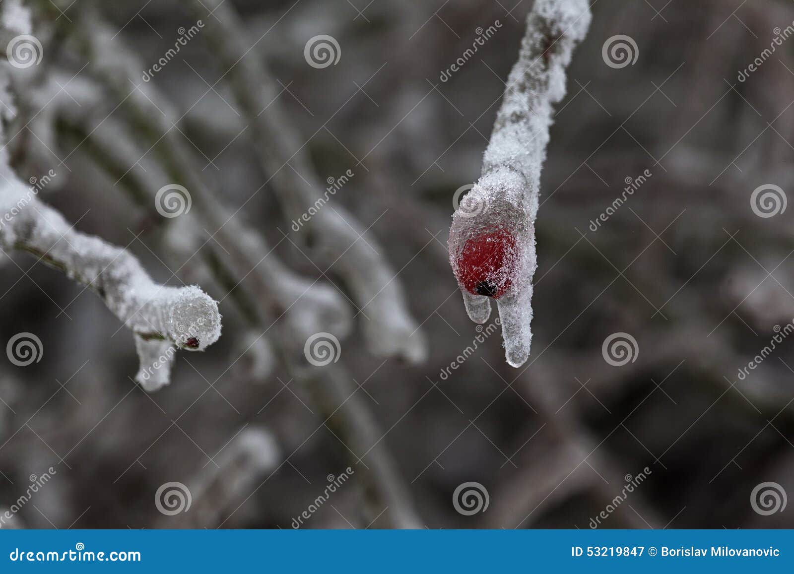Winter 21 stock image. Image of mountains, coldness, leaves 53219847