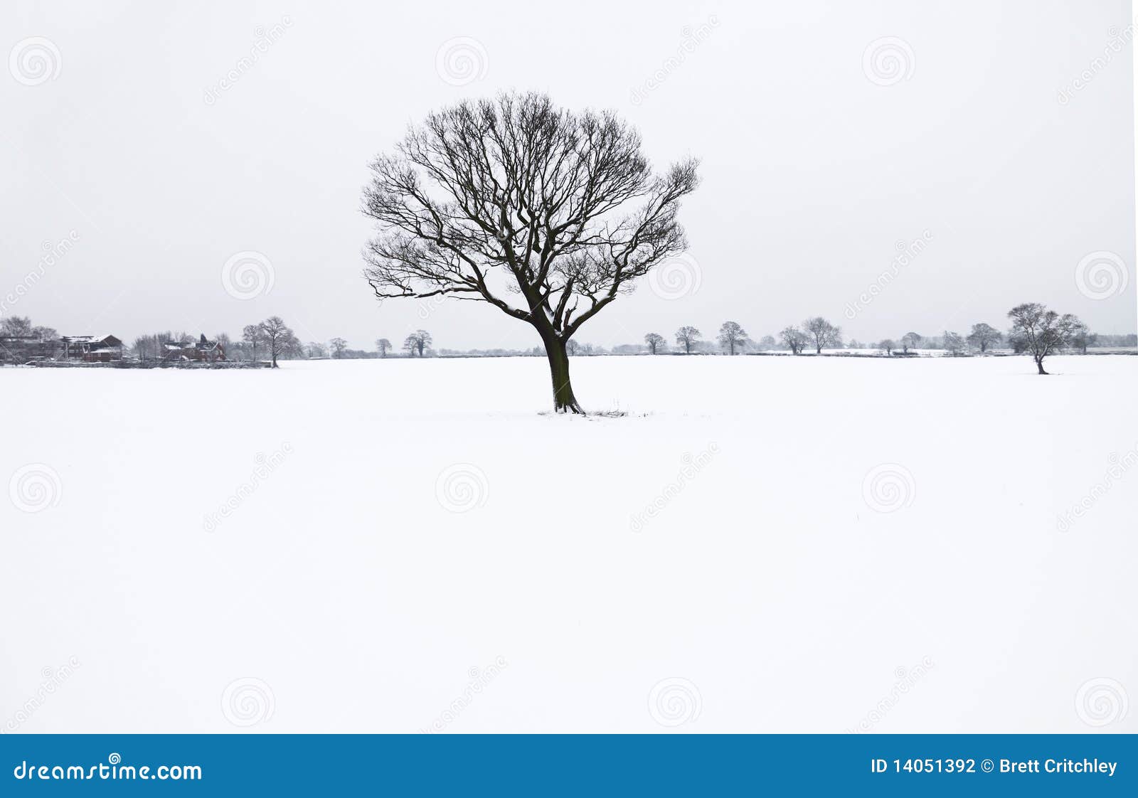 winter lone bare tree