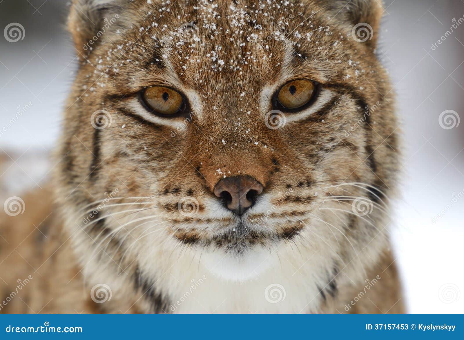 Winter Lynx stock image. Image of forest, attentive, habitat Biology Diagrams