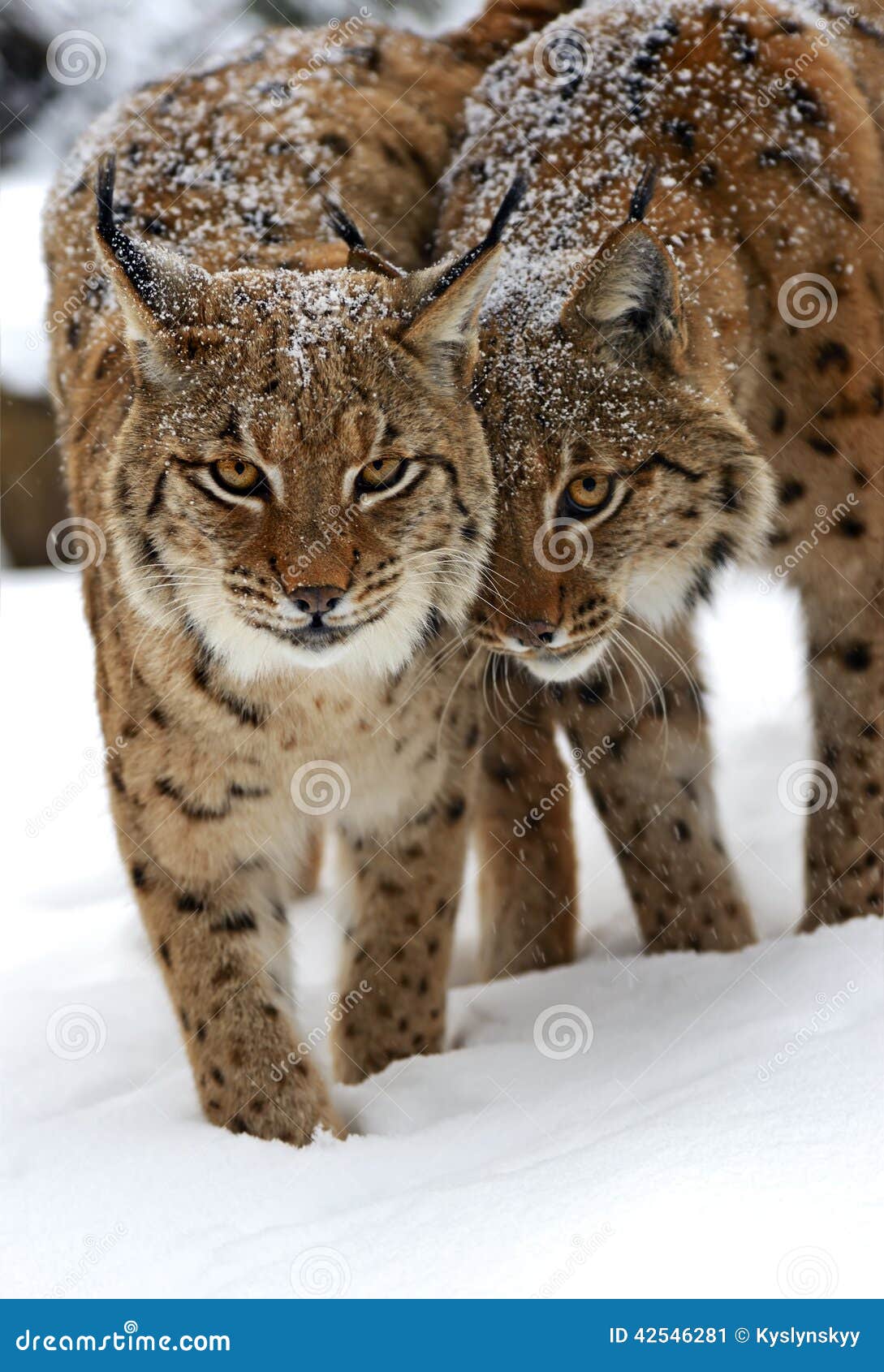 Winter Lynx. Wild Lynx in the winter forest