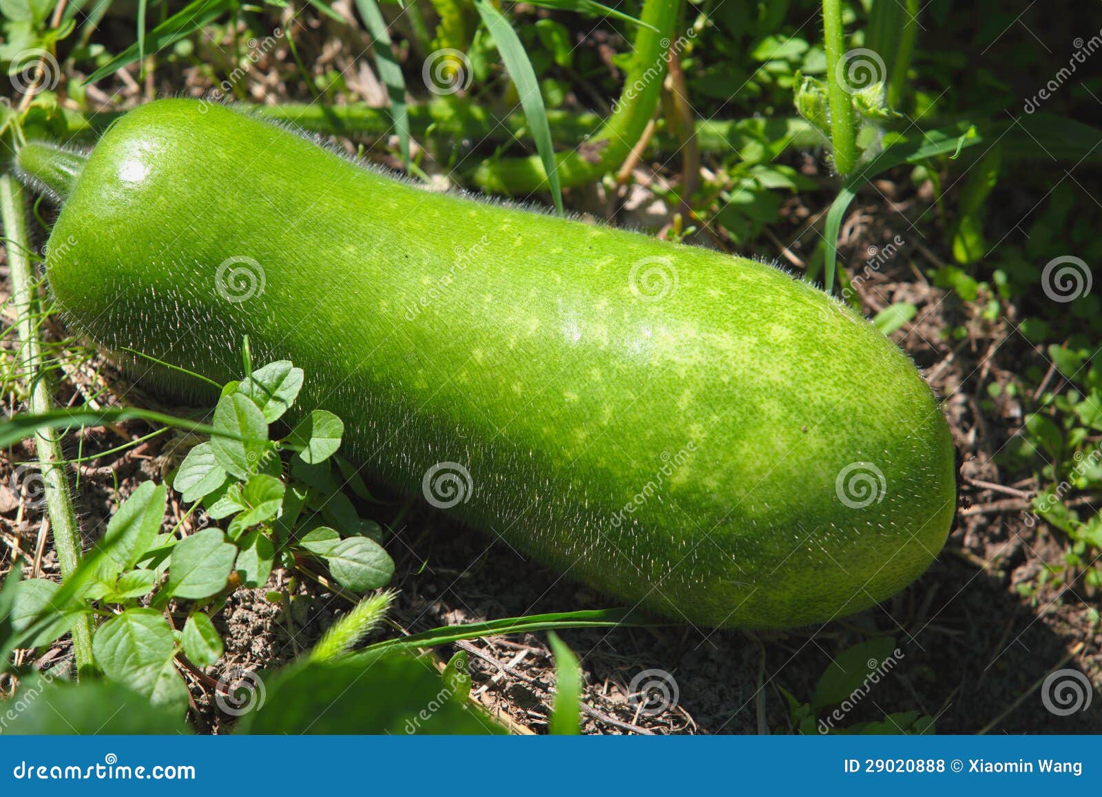 Winter melon stock photo. Image of food, healthy, color 29020888