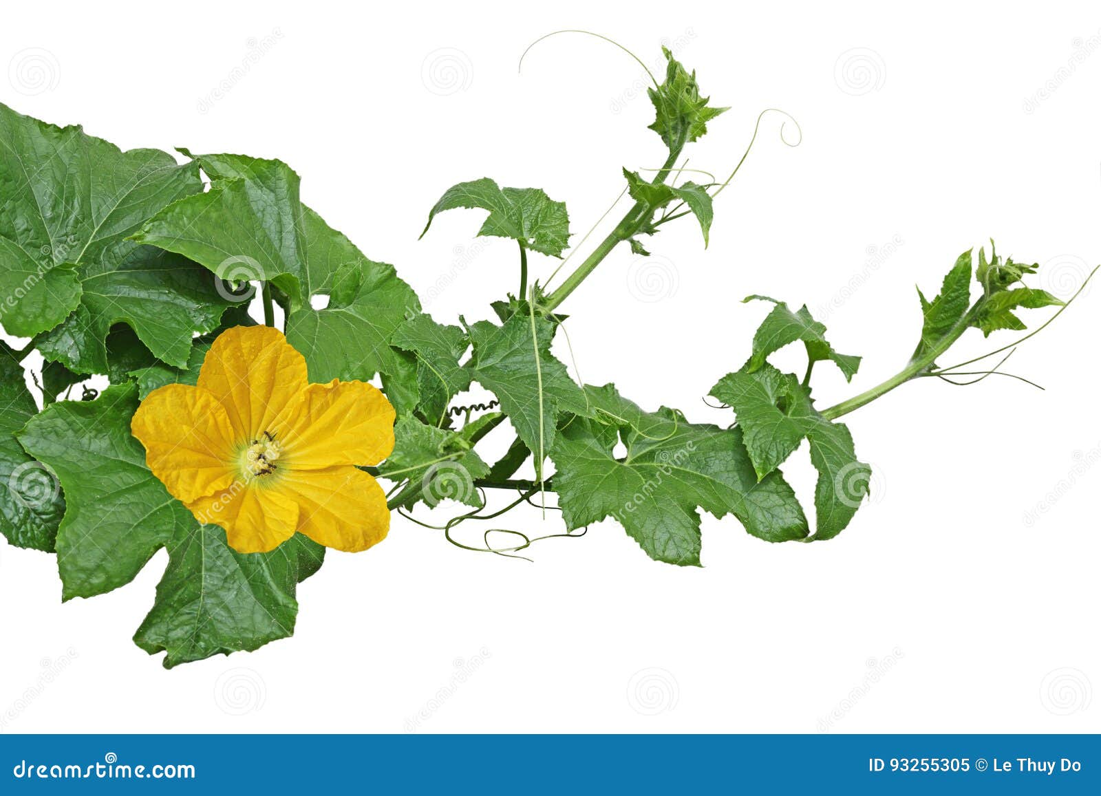 Winter Melon Leaves stock image. Image of grow, glowing 93255305