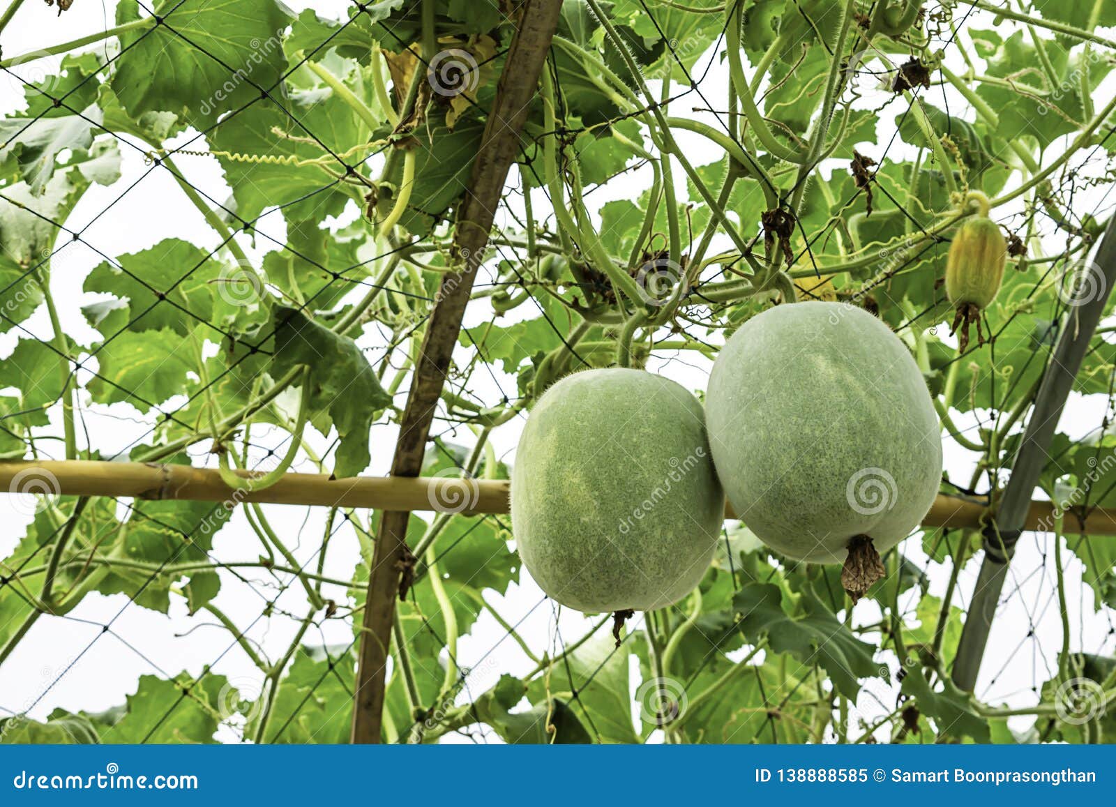 Winter Melon Many Trees on the Farm Stock Image Image of fruit