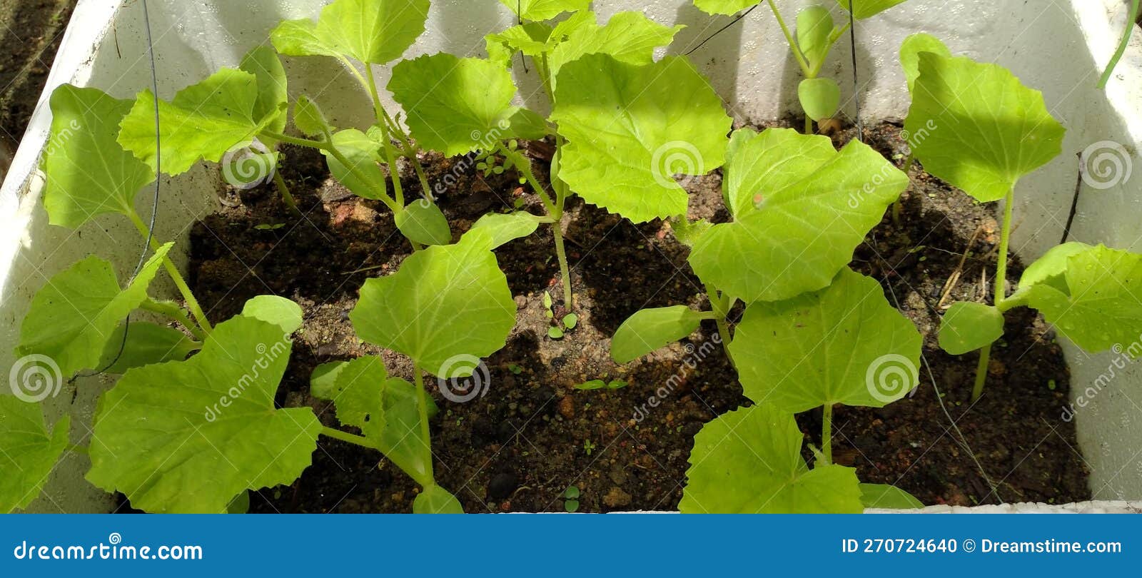 Winter Melon Seedlings Inside the Box Stock Photo Image of winter