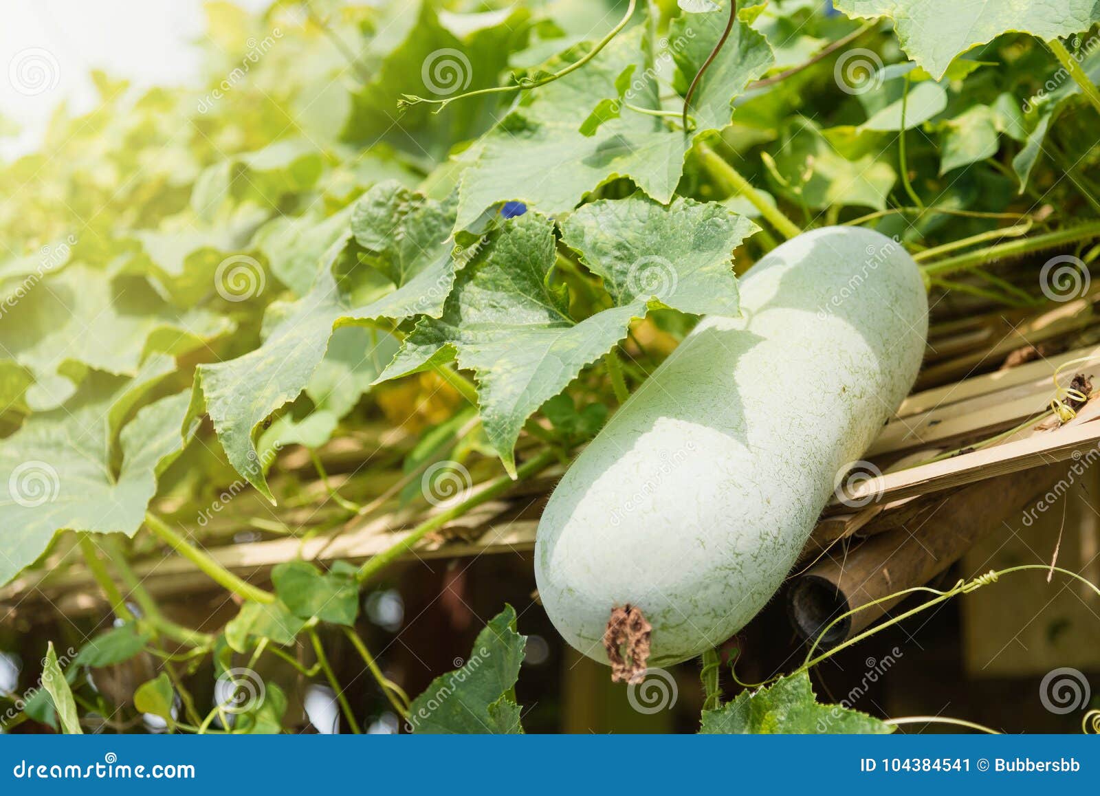 Winter Melon and Squash Hanging on Bamboo Structure.Thailand. Stock Image Image of nutrition