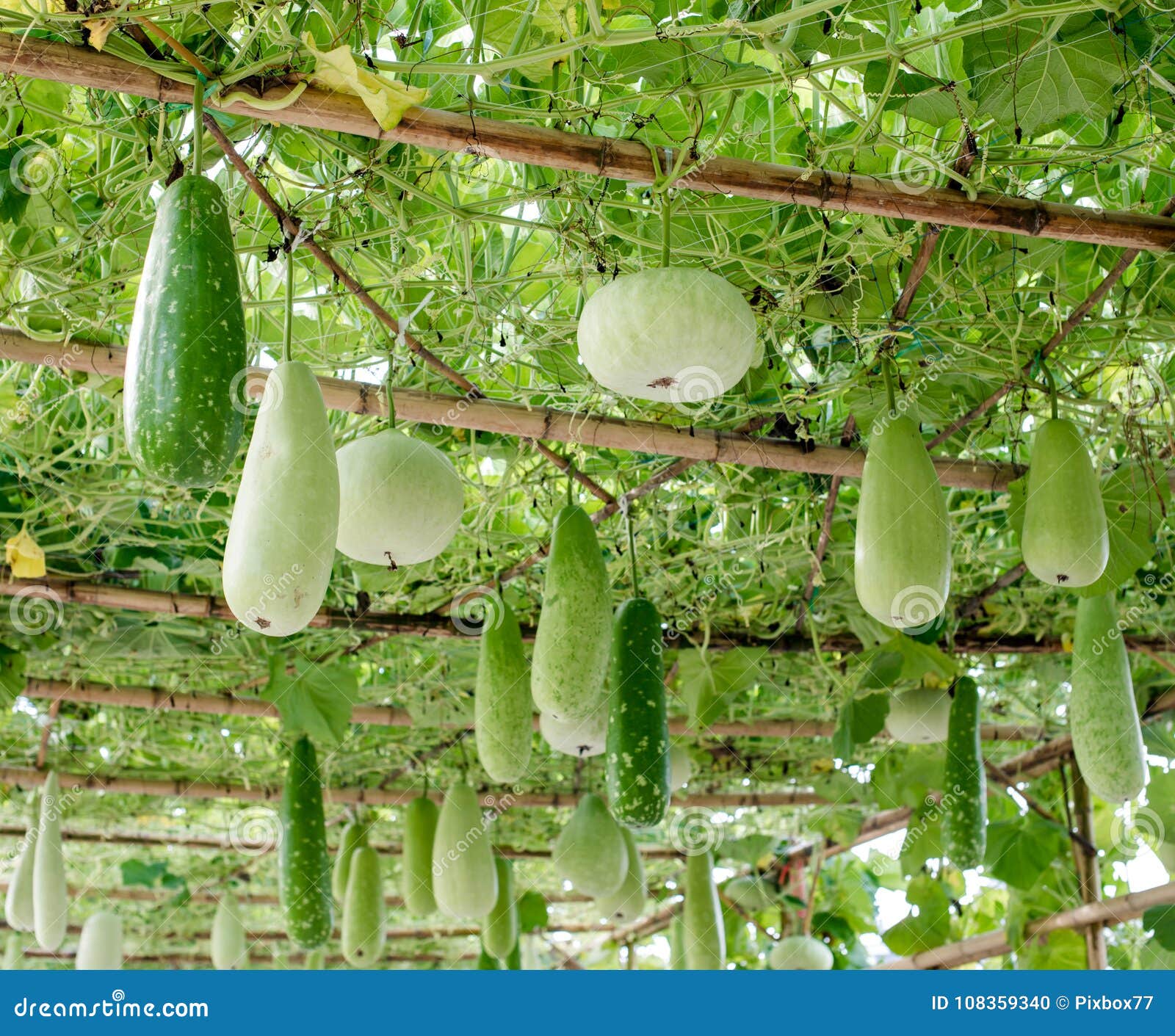 Winter Melon and Squash Hanging on Structure Stock Photo Image of