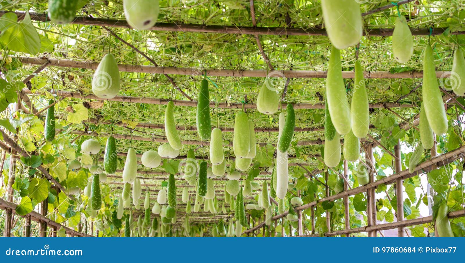 Winter Melon and Squash Hanging on Structure Stock Photo Image of