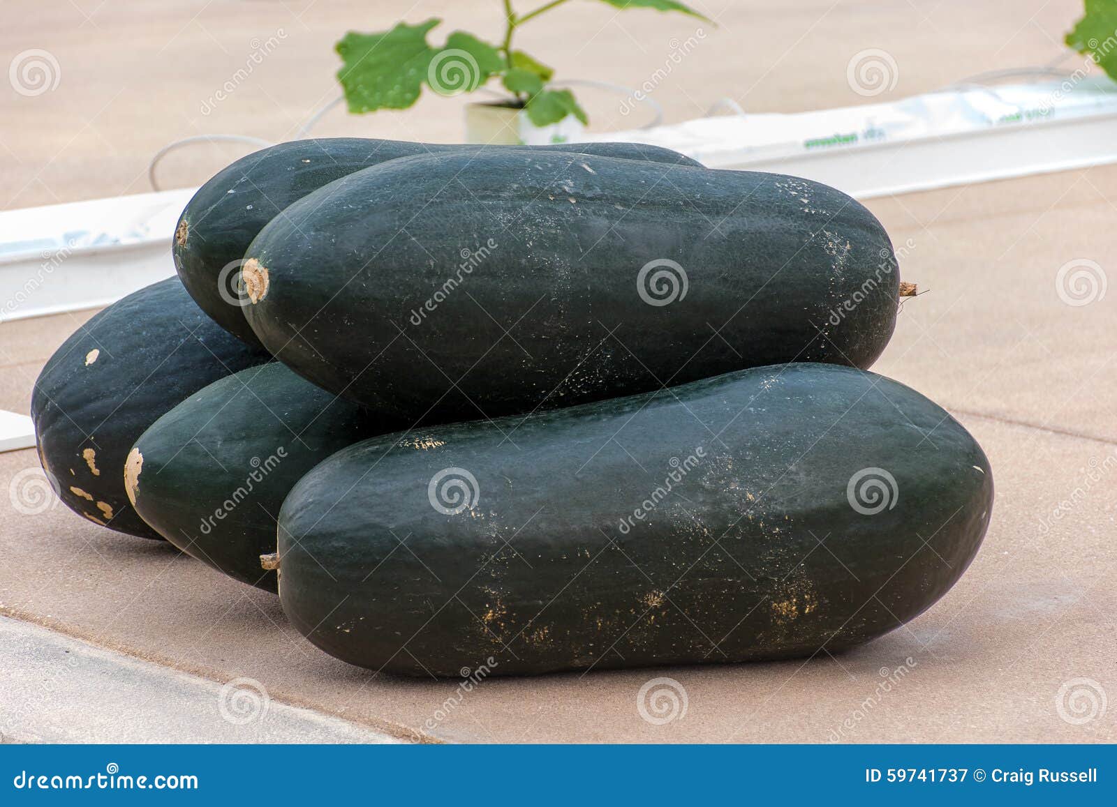 Winter Melons stock image. Image of fresh, natural, vegetable 59741737