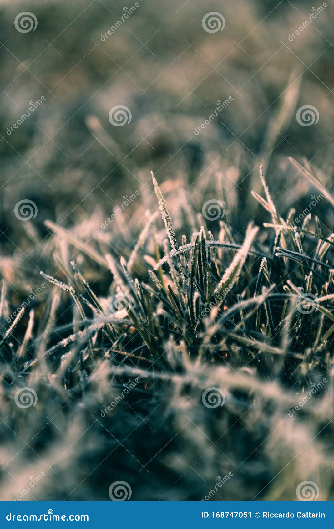 winter morning frost on grass