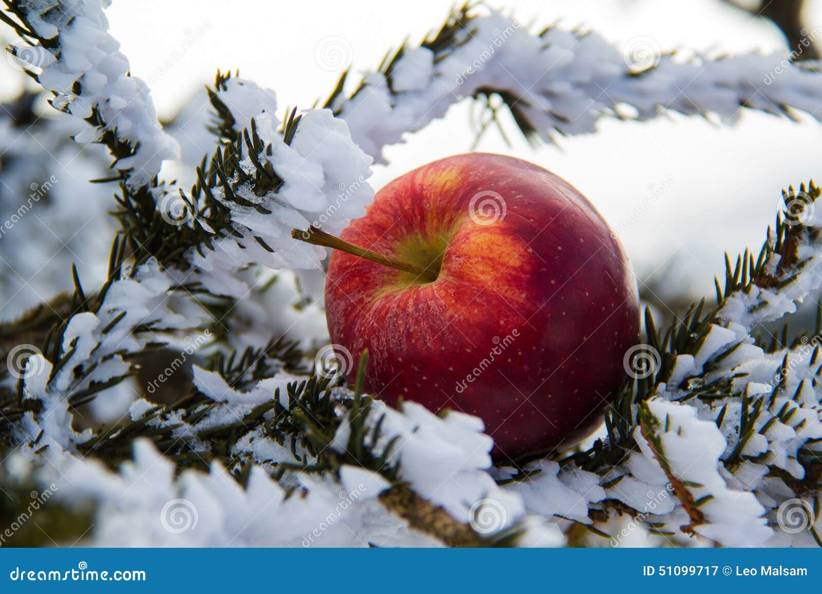 Winter motive stock image. Image of hoarfrost, frozen - 51099717