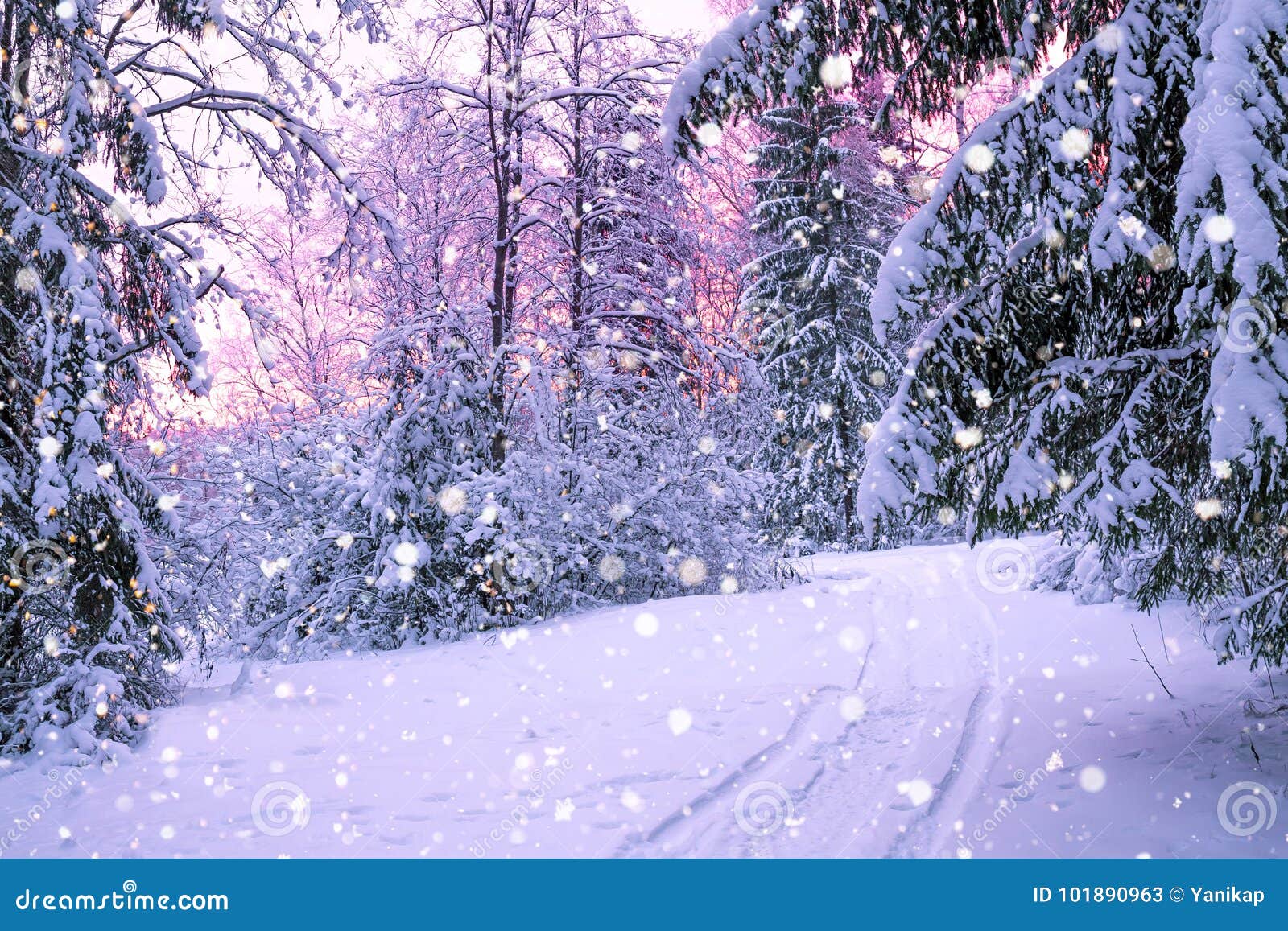 Winter Night Landscape with Sunset in the Forest Stock Image Image of