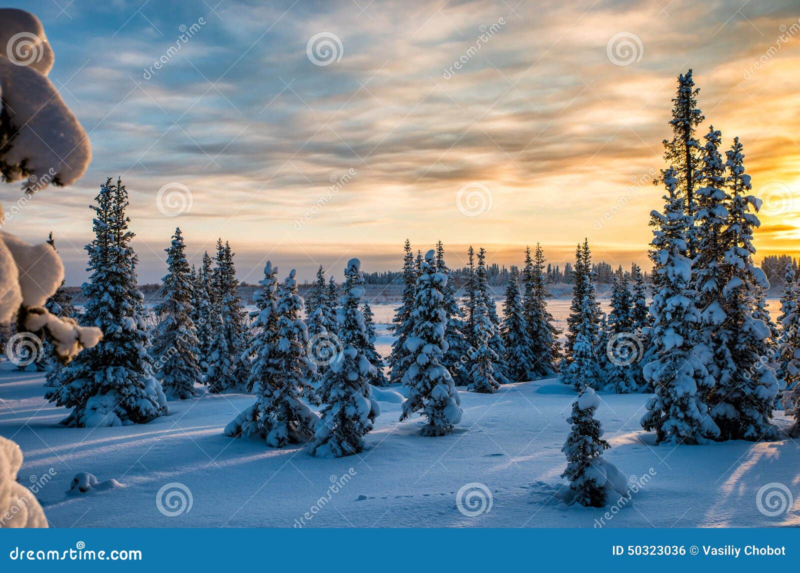 winter north foserst at sunset