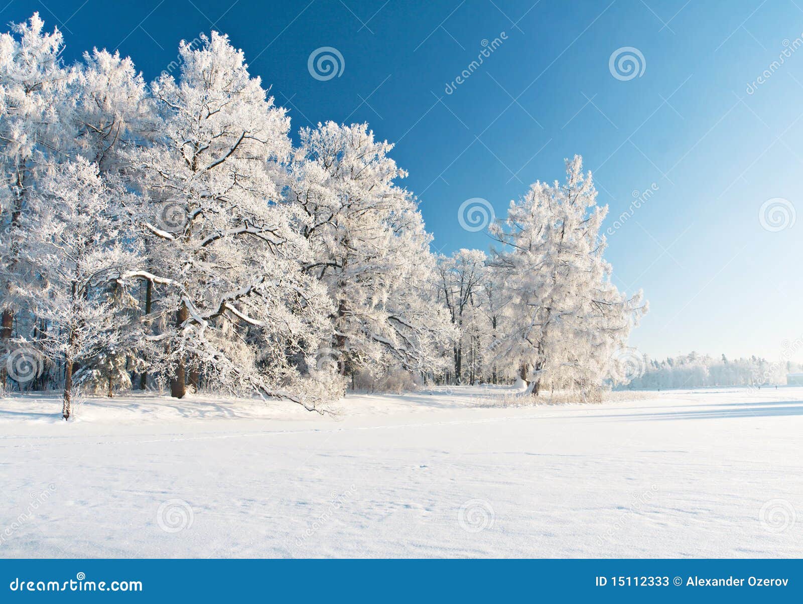 2,644,454 Winter Tree Stock Photos - Free & Royalty-Free Stock Photos from  Dreamstime