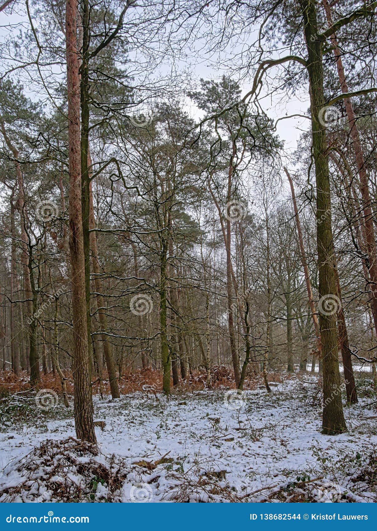 winter pine forest covered in snow