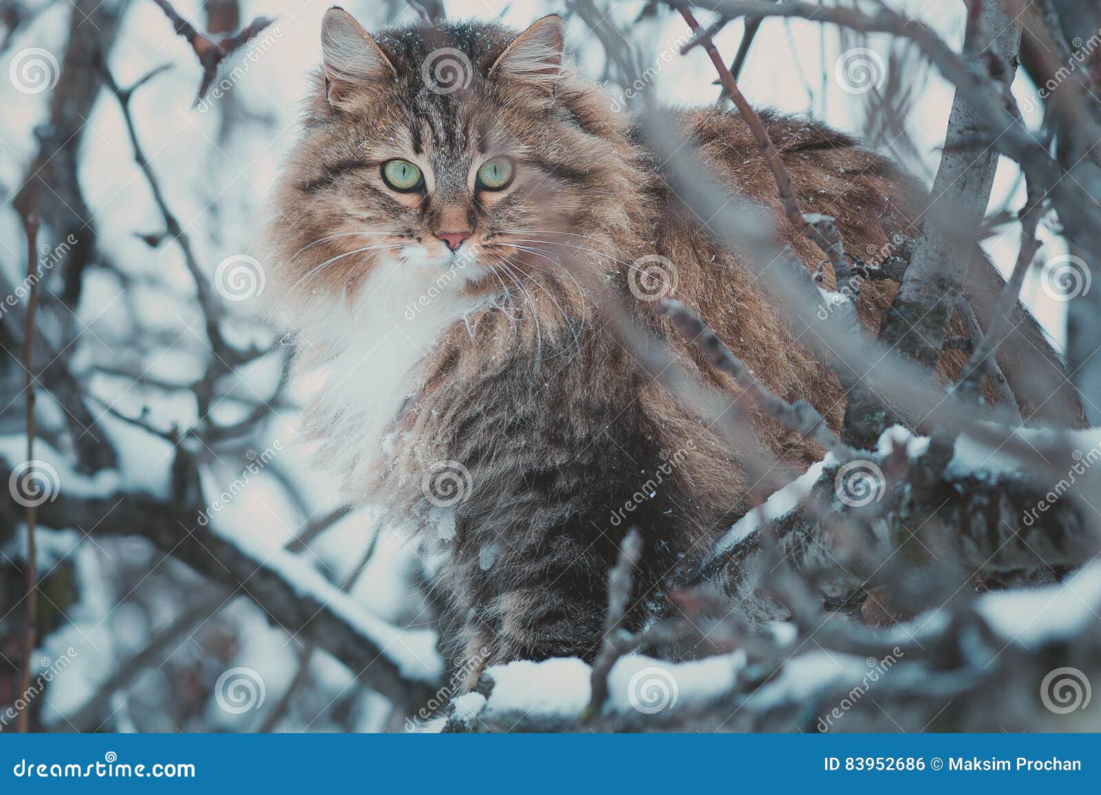 siberian tree cat