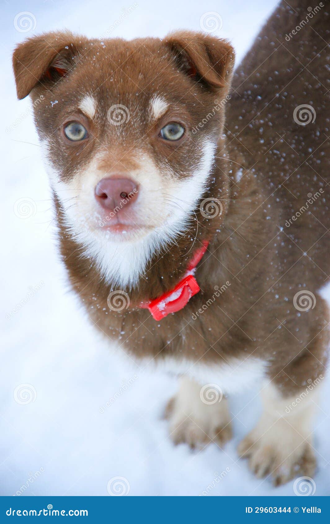 Winter puppy stock photo. Image of snow, happiness, request - 29603444