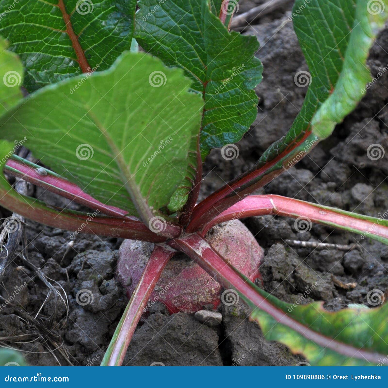 Winter Radish Grows in the Soil Stock Photo Image of landscape, outdoor 109890886