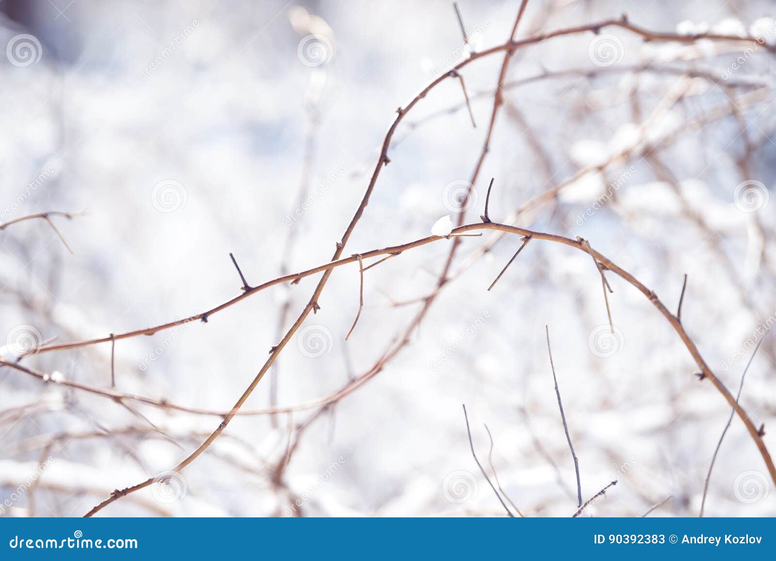 Winter Raspberry Branches Covered with Snow. Frozen Raspberry Bush