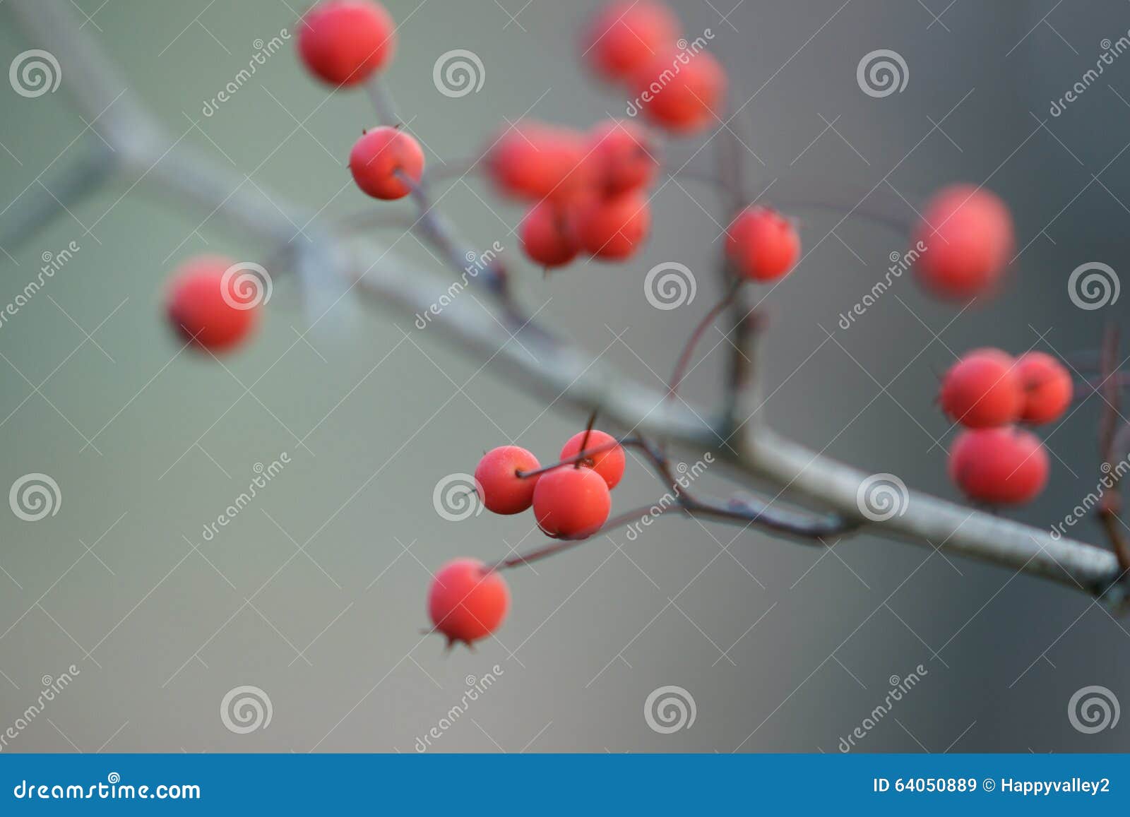 winter red hawthorn berries on bare branch
