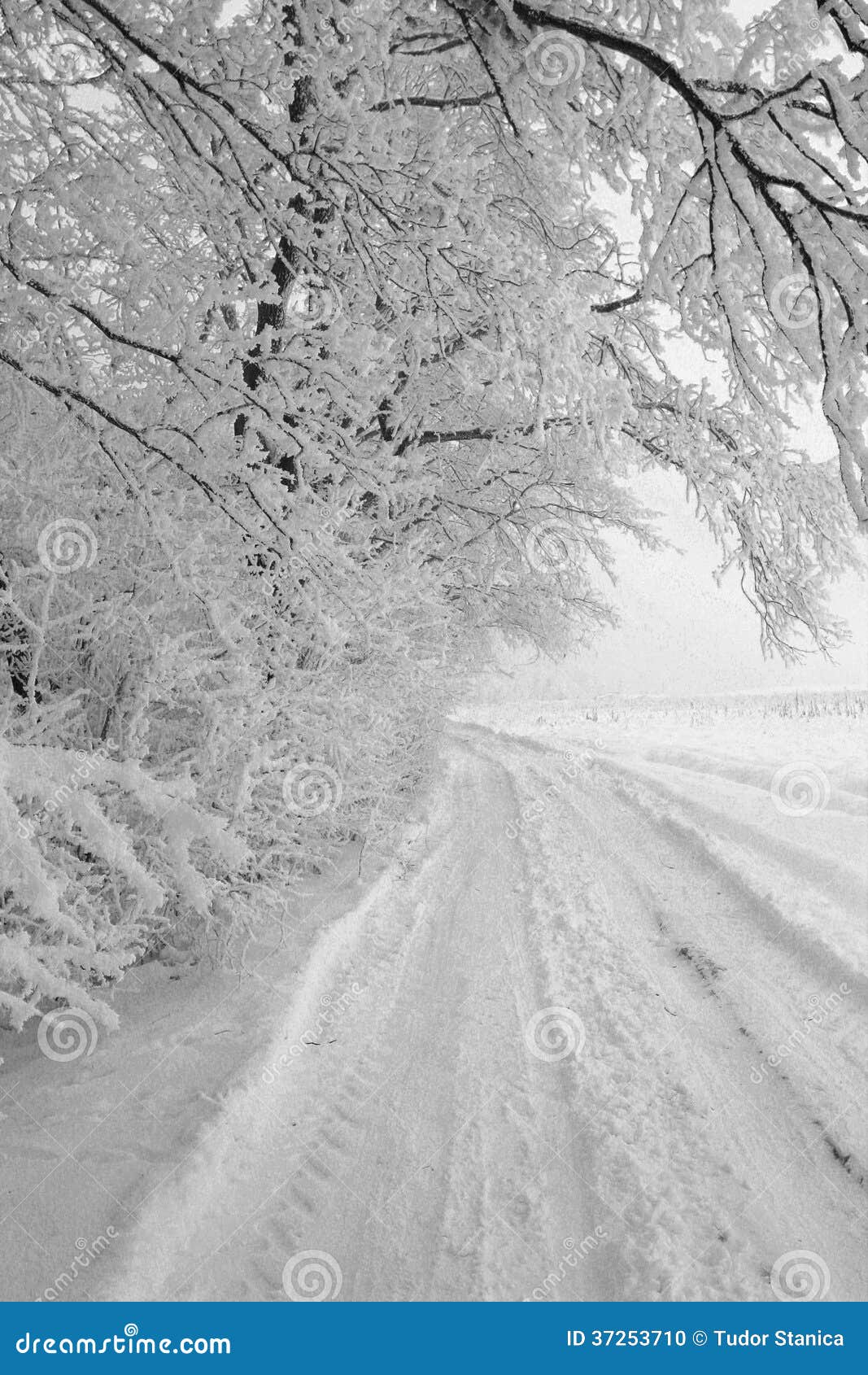 Winter road stock photo. Image of landscape, season, white - 37253710