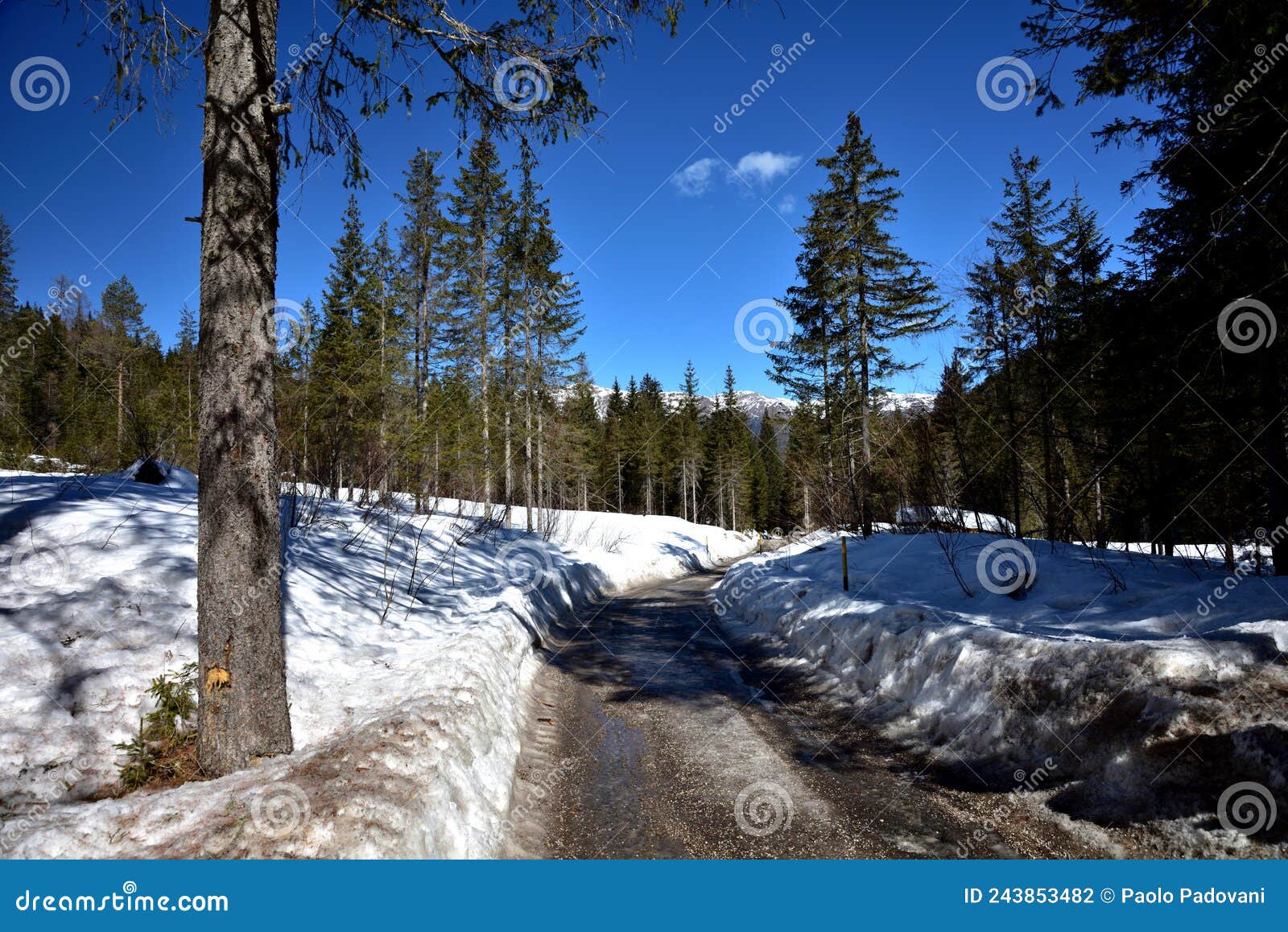 winter road in the woods