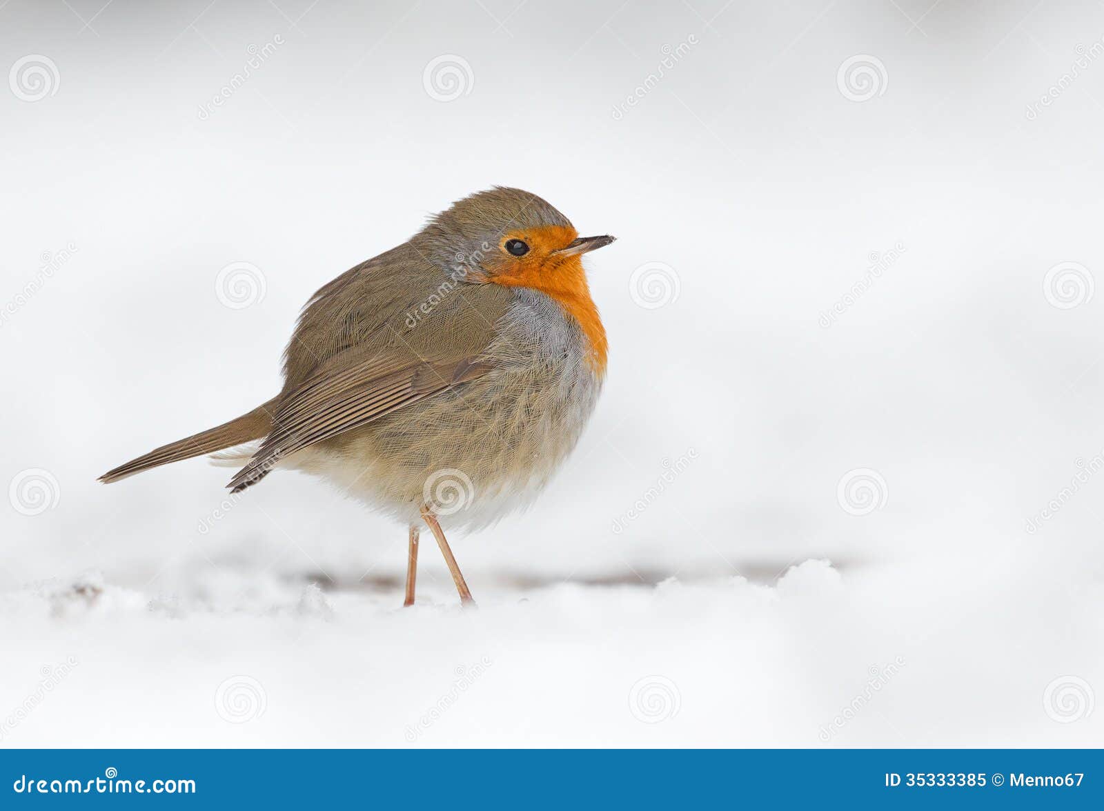 Winter-Robin-Vogel stockbild. Bild von empfindlich, geöffnet - 35333385