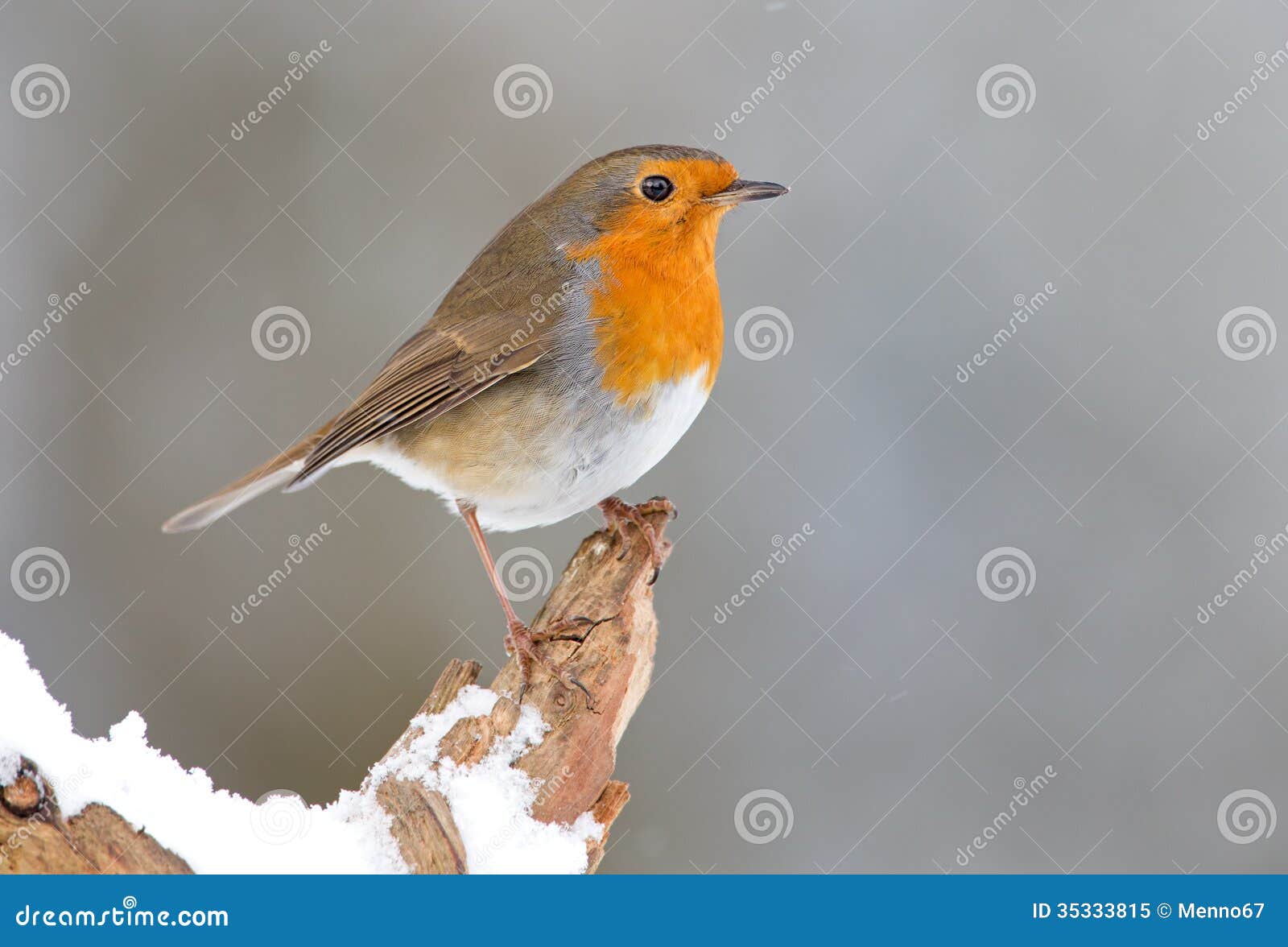 Winter-Robin-Vogel stockbild. Bild von dünn, orange, notwendigkeiten ...