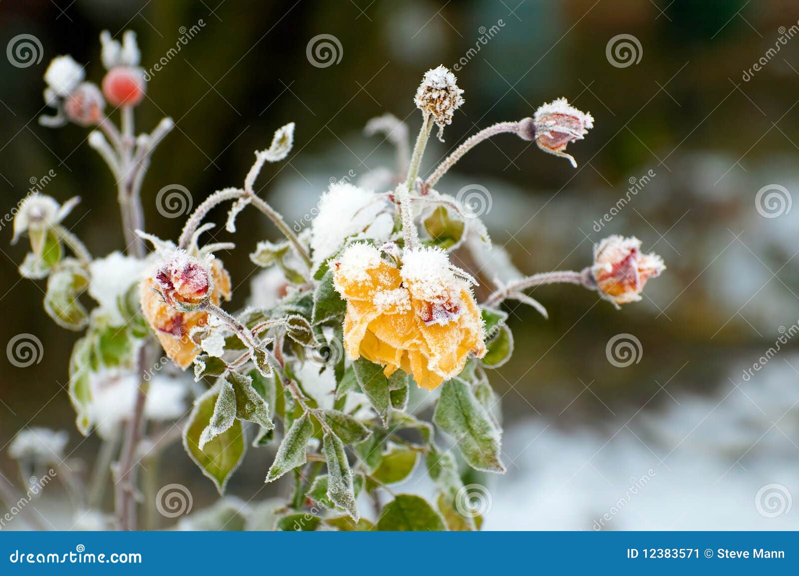 Winter roses stock image. Image of bush, cold, freezing 12383571