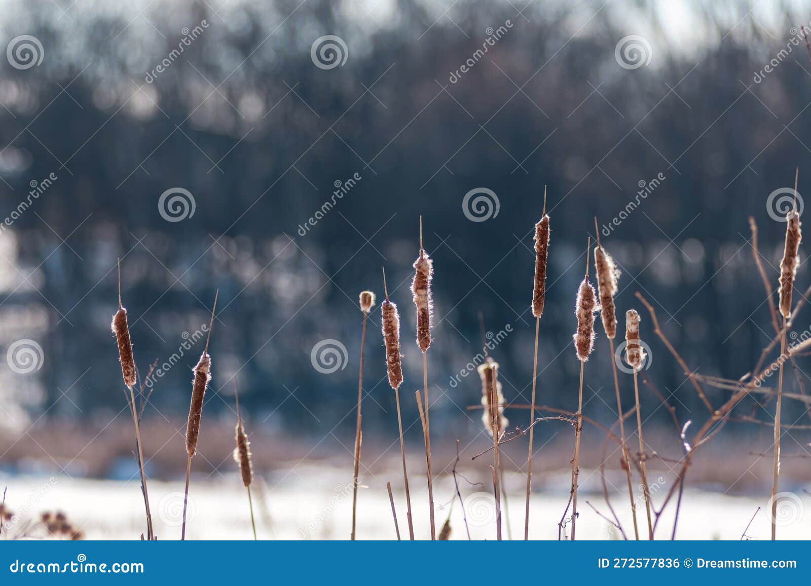 Winter Scene Featuring a Vibrant Field of Cattails Blanketed in a Layer ...