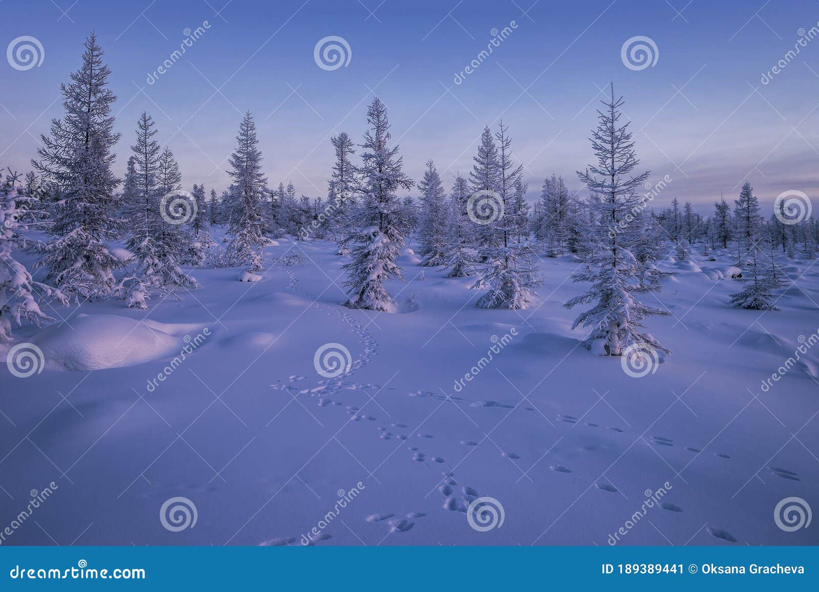 delen Soldaat Australische persoon Winter Landscape with Forest, Trees, Snow and Footprint in E Taiga. Stock  Image - Image of cottage, forest: 189389441