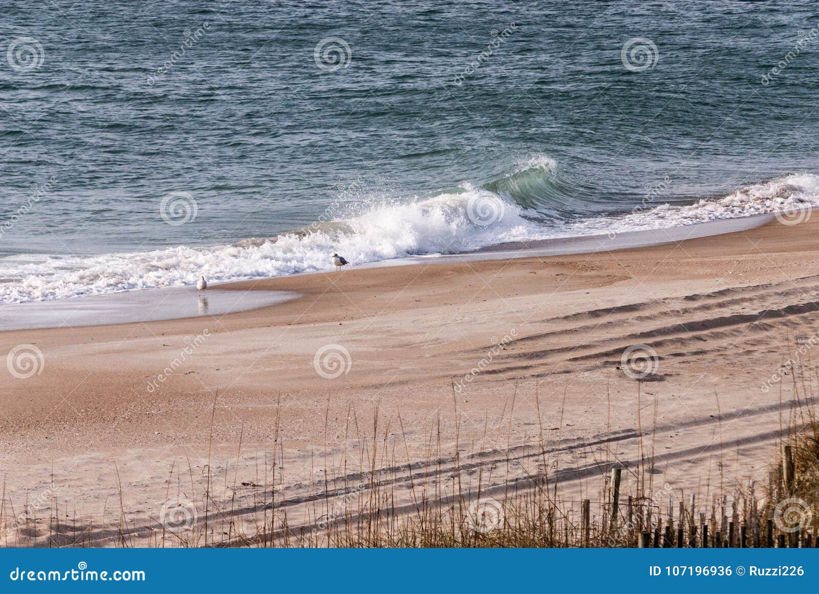 A Seagull On A Winter Beach Stock Photo Image Of Background