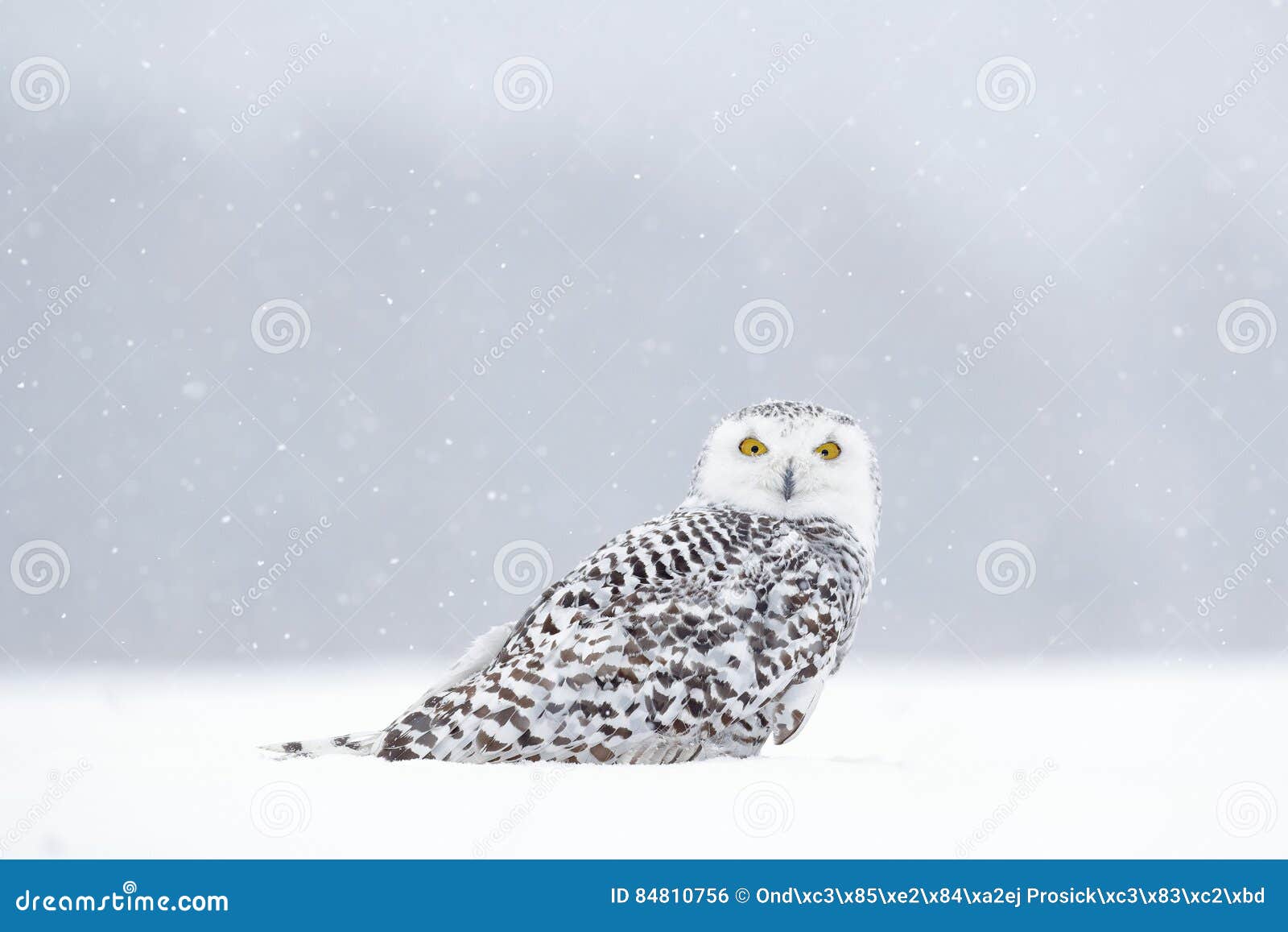 winter scene with white owl. snowy owl, nyctea scandiaca, rare bird sitting on the snow, snowflakes in wind, manitoba, canada. wil