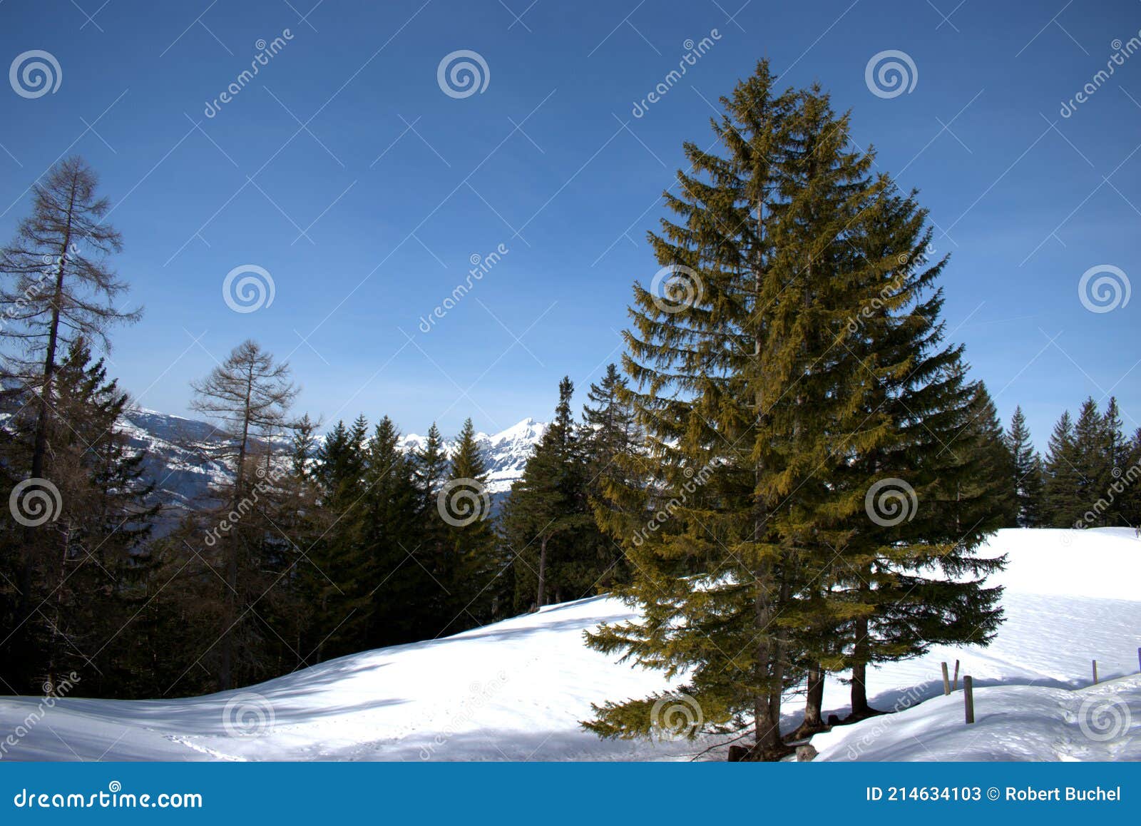 Winter Scenery in the Alps in Liechtenstein 19.2.2021 Stock Image ...