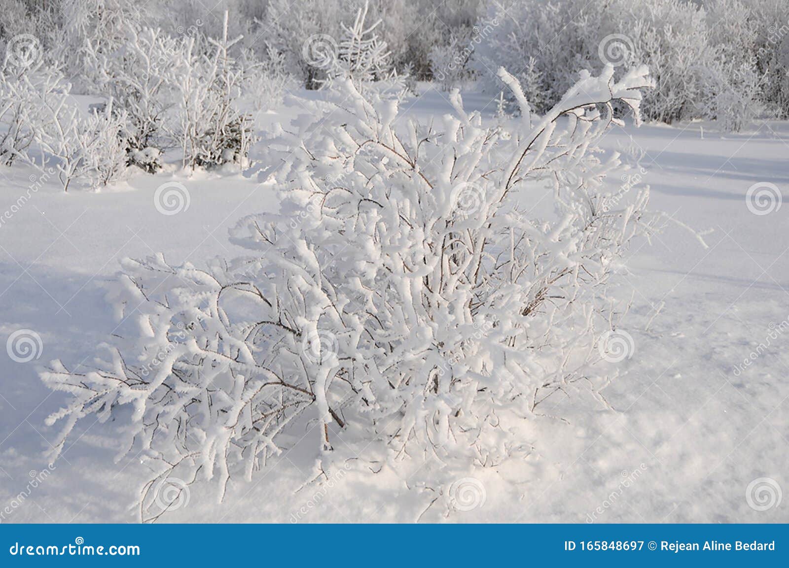 Scenery Winter Photo. Winter Scenery Displaying Snow on Frosted Trees