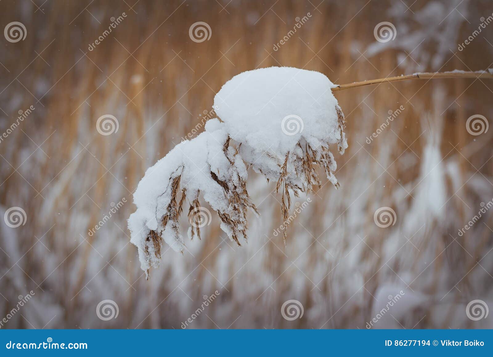 Winter Scenewinter Twigs Covered with Reed Cane Snow Clod Stock Photo ...