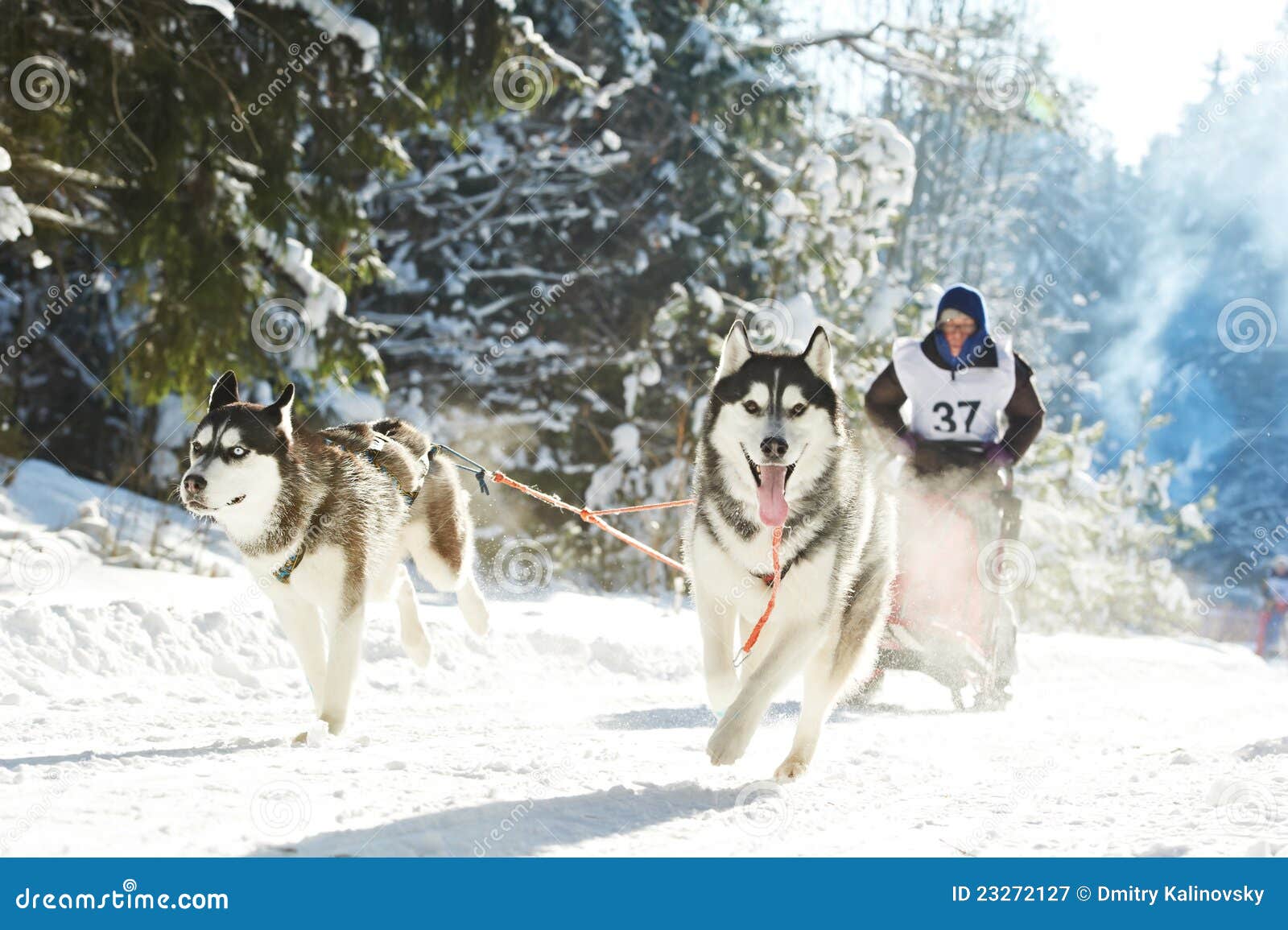 winter sled dog racing musher and siberian husky